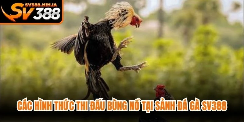 Các hình thức thi đấu bùng nổ tại sảnh đá gà SV388