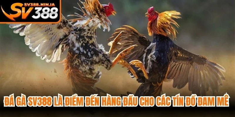 Đá gà SV388 là điểm đến hàng đầu cho các tín đồ đam mê bộ môn chọi kê