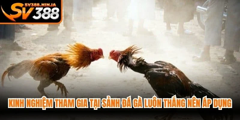 Kinh nghiệm tham gia tại sảnh đá gà luôn thắng nên áp dụng